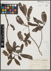 Foto von Salix appendiculata Vill. x Salix purpurea L.